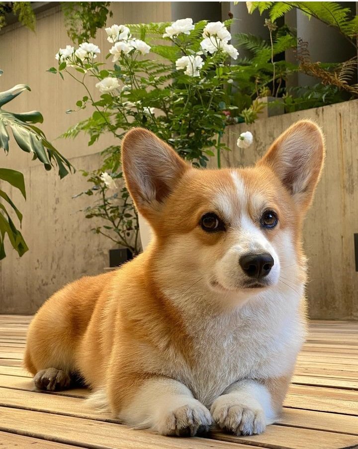Love this cuteness 🥰🐶🥰