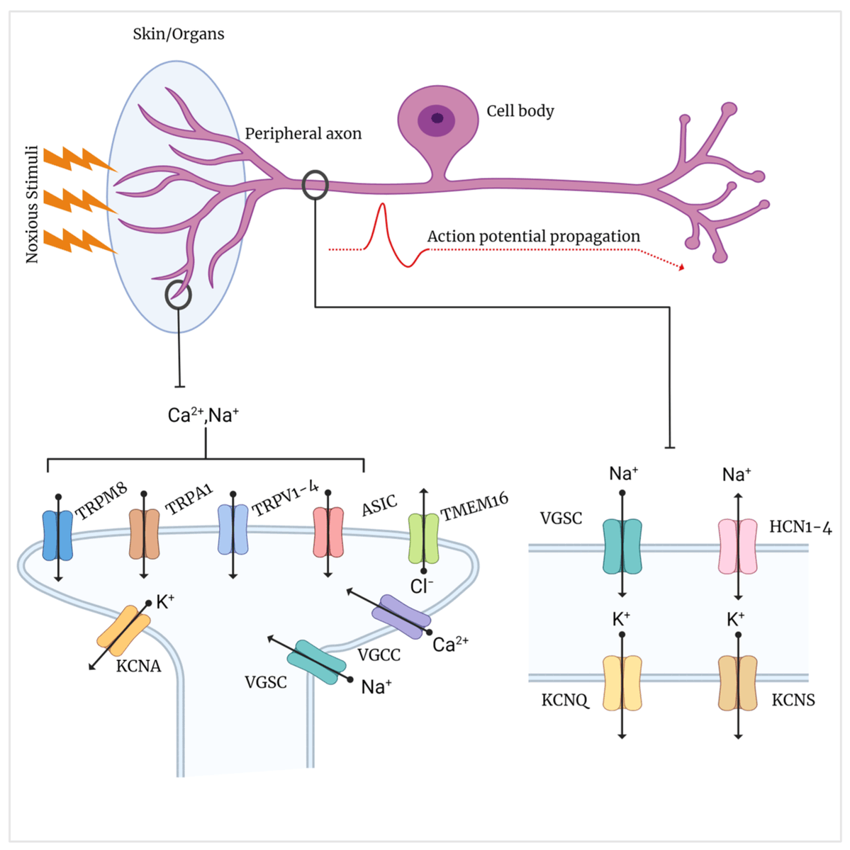 Exploring peripheral ion channels for neuropathic pain therapy. Link: mdpi.com/2227-9059/11/1…
 #research #NeurologyResearch #JournalArticle #GeneticResearch #NeuropathicPain #PainManagement #NeurologicalDisorders #GeneticAnalysis #pain