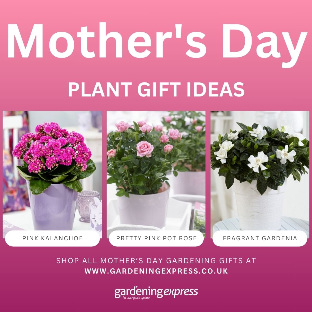 🌸✨ Mother's Day Plant Gift Guide! 🌿🎁 #MothersDayGiftIdeas

📖 Check out our Mother's Day Gardening Gift Guide for inspiration:
👉 help.gardeningexpress.co.uk/knowledge-base…

🌟 Shop Mother's Day Flowers &amp; Gifts category:
👉gardeningexpress.co.uk/special-events…
