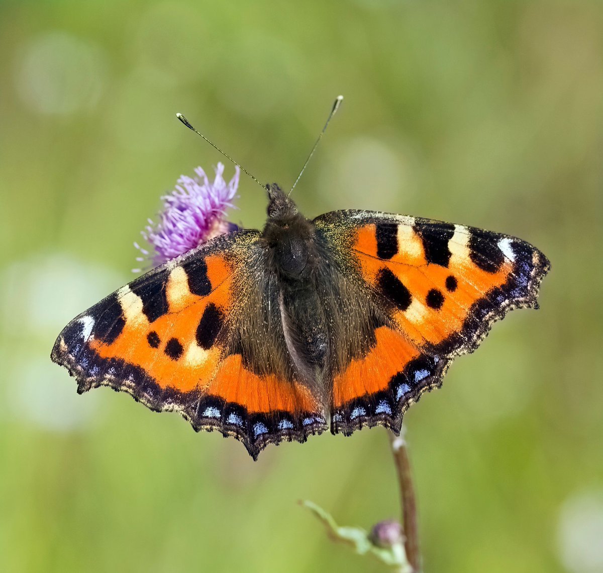 Molecular Ecology (@molecology) on Twitter photo Out in ME!
New study by <a href="/anguisvaleris/">Valéria Marques</a>, <a href="/RogerVila_Lab/">Butterfly Diversity & Evolution Lab</a> et al. on the small tortoiseshell butterfly reveals the impacts of glacial cycles on the genetic structure and evolution of cold-tolerant species! 🧬🦋🏔️
<a href="/WileyEcolEvol/">Wiley Ecology & Evolution</a>
Read more: buff.ly/3UW83kF
📷: <a href="/Vlad_E_D/">Vlad Dinca</a> Out in ME!
New study by <a href="/anguisvaleris/">Valéria Marques</a>, <a href="/RogerVila_Lab/">Butterfly Diversity & Evolution Lab</a> et al. on the small tortoiseshell butterfly reveals the impacts of glacial cycles on the genetic structure and evolution of cold-tolerant species! 🧬🦋🏔️
<a href="/WileyEcolEvol/">Wiley Ecology & Evolution</a>
Read more: buff.ly/3UW83kF
📷: <a href="/Vlad_E_D/">Vlad Dinca</a>