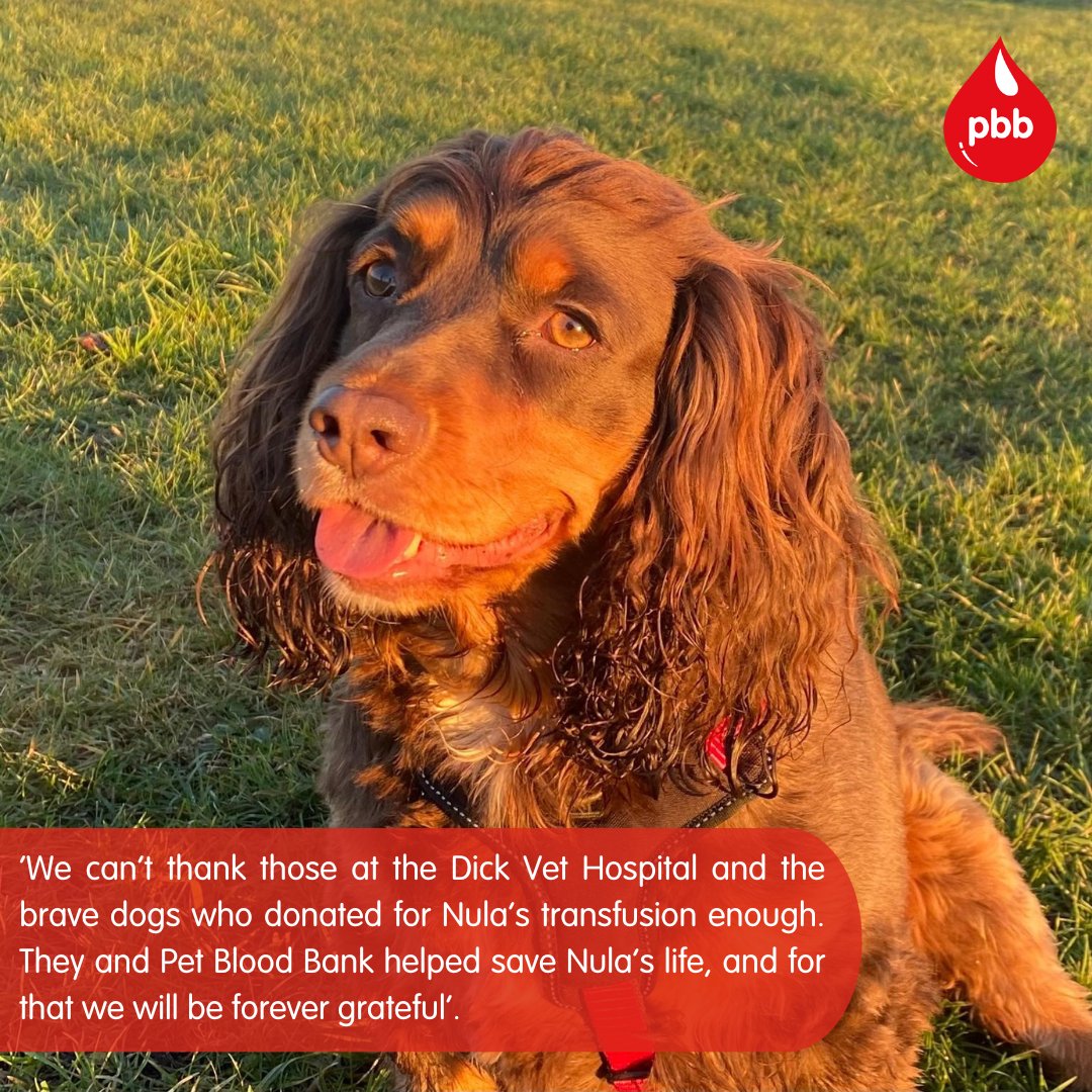 ‘Quite honestly, before Nula’s illness, we hadn’t really thought about the fact dogs may need a transfusion and where the blood would come from. Nula was so poorly, we genuinely thought we were going to have to say goodbye to our girl.'
The difference your support makes ❤
