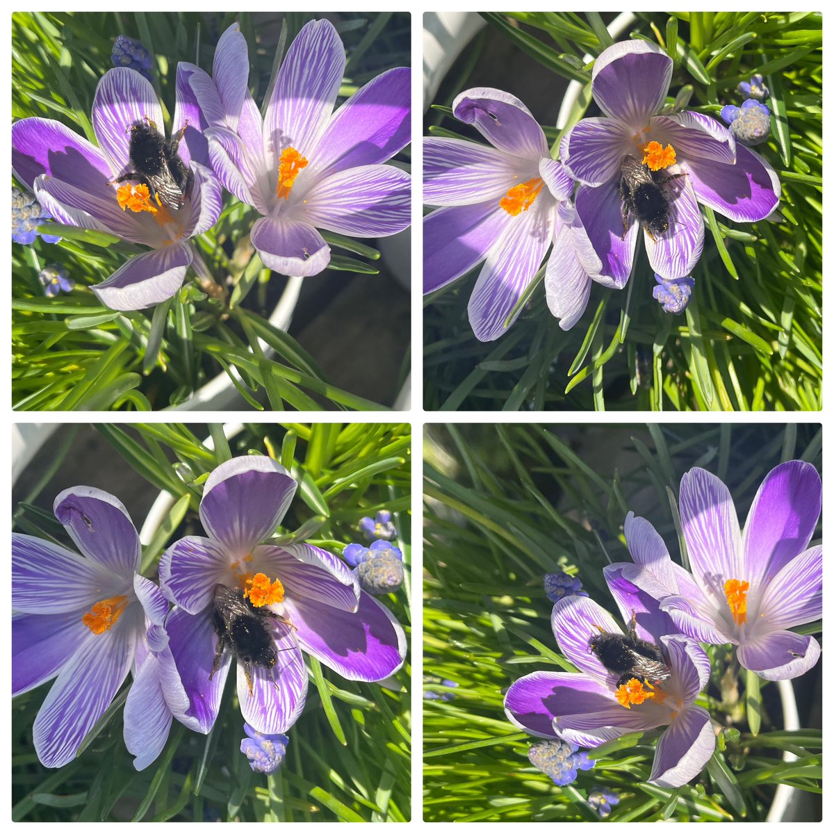 #ManchesterBees First bumble bee of the year on the balcony!! 🌿💜🐝🥳 🌿💜🐝🥳🌿#gardening #flowers #flowerreport #GardeningTwitter #balcony #ancoats #Manchester #springbulbs #spring #crocus #savethebees #bumblebee
