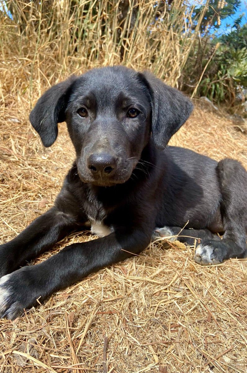 Estos bebés, de 4 meses, necesitan de un hogar. Fueron abandonados en Lenga, comuna de Hualpén, Concepción. Están sufriendo por del frío y pasando hambre. Urge encontrarles un hogar! Si puedes darles un hogar temporal o, idealmente, uno definitivo llama al +56964437969. Favor RT!
