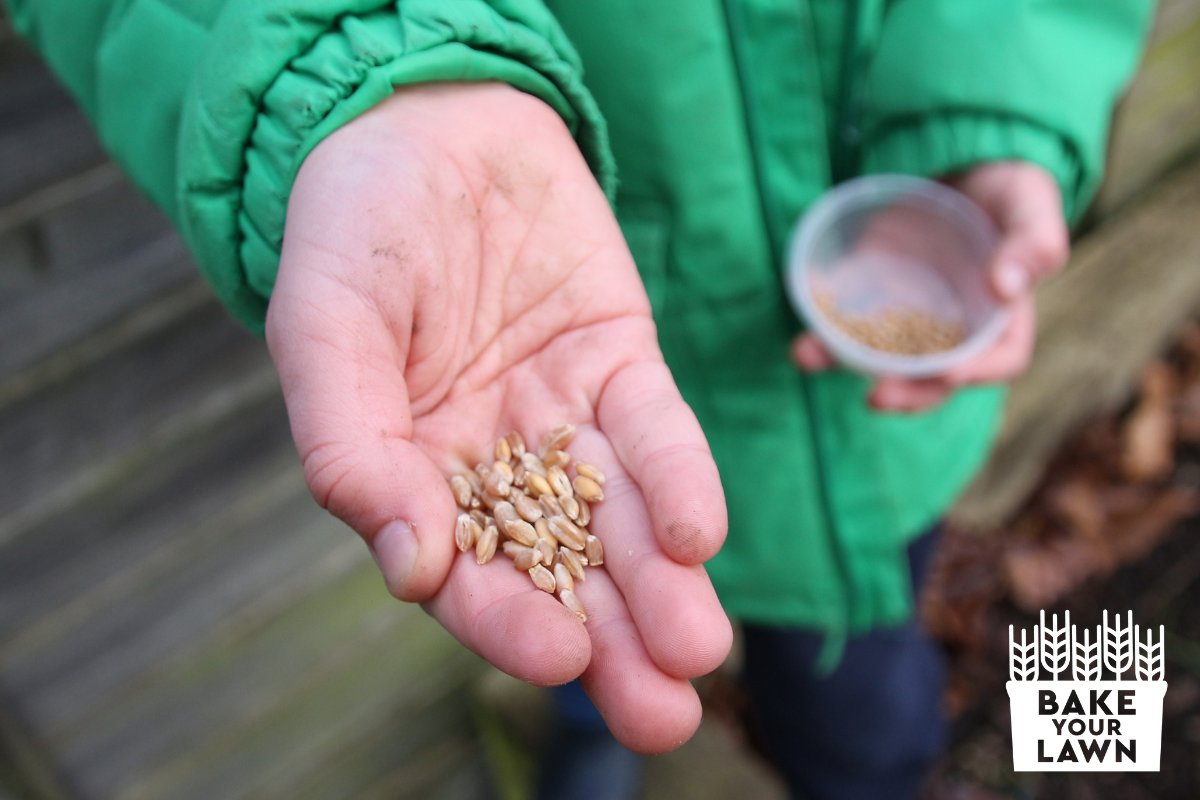 Want to help kids discover #RealBread starts in a field, not a factory? It's time to #BakeYourLawn! Grab your copy of the #RealBreadCampaign's grow-a-loaf guidebook>> sustainweb.org/realbread/bake… #gardening #foodgrowing #bread @UKSustain @Capital_Growth @Childrensfood #PublicationDay