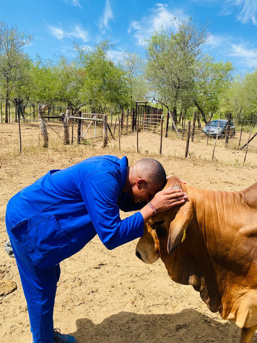 God’s gift to cattlemen, Boran cattle breed. 🙏