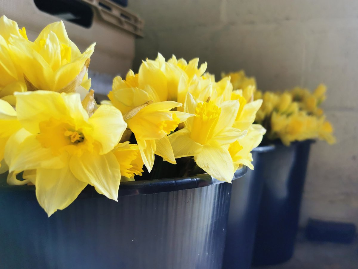 It definitely feels like Spring has sprung in the Food Hub 🌼🌼🌼 We share anything surplus, including flowers, with over 200 different charities and community groups across the whole of Oxfordshire. #sharingsurplusreducingwaste #Charity #foodwastewarriors #food #oxford