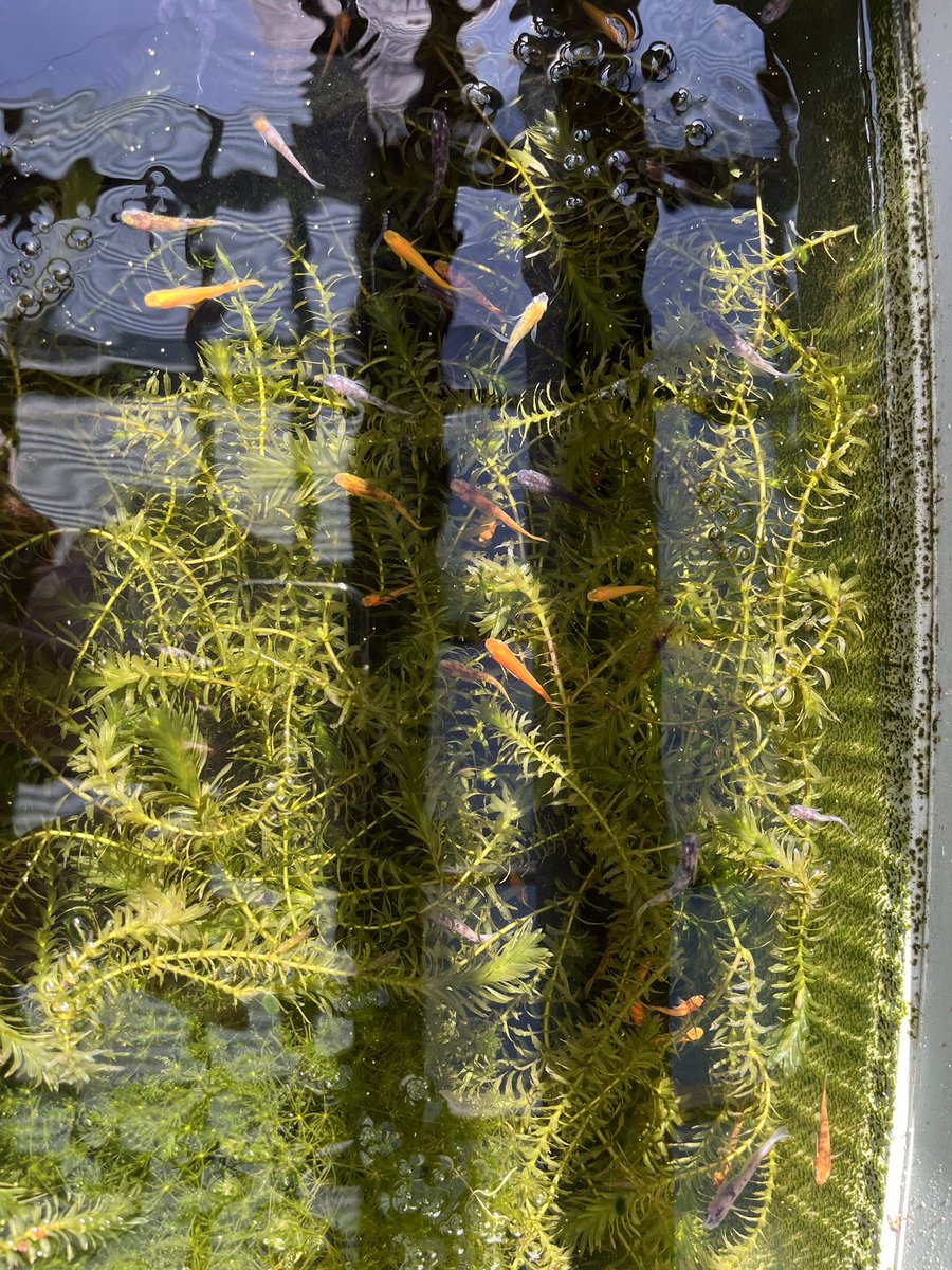 shinamon2022's tweet photo. こんばんは
日中暖かいと餌もらいにあがってきます魚 https://t.co/iBo4U4JZ6M