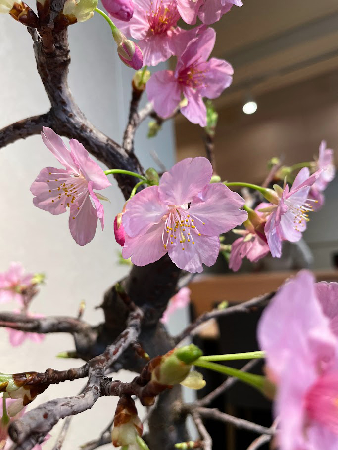 今週の盆栽
エントランス「黒松」
店内「河津桜」

#旬席割烹しとり shitori-shop.com 
#取り寄せ shitori-shop.com

#文京区 #ランチ #和食 #日本酒 #レストラン 
#盆栽 #bonsai #旬席割烹しとり #東京美食 #日式餐廳 #tokyotrip #japanesefood #Japanesesake
#Japaneserestaurant