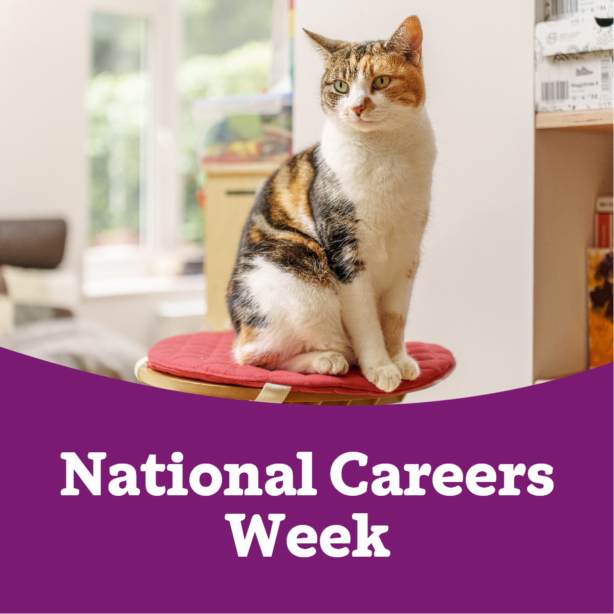 It’s #NationalCareersWeek! Learn more about Cats Protection and hear from a range of employees on a variety of roles and how you can work for cats via our Virtual Careers Fair page here: spr.ly/VirtualCareers… #NCW24