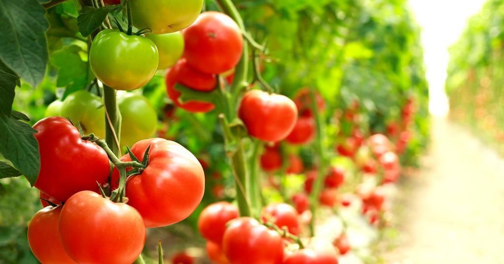 SecQuAL project finds multiple benefits for the tomato and wider fresh produce industry - 
multi-partner UK R&amp;D project maps fresh produce from source to consumer using digital technology to reduce food waste has been developed using IBM Food Trust. bit.ly/48z0lQF
