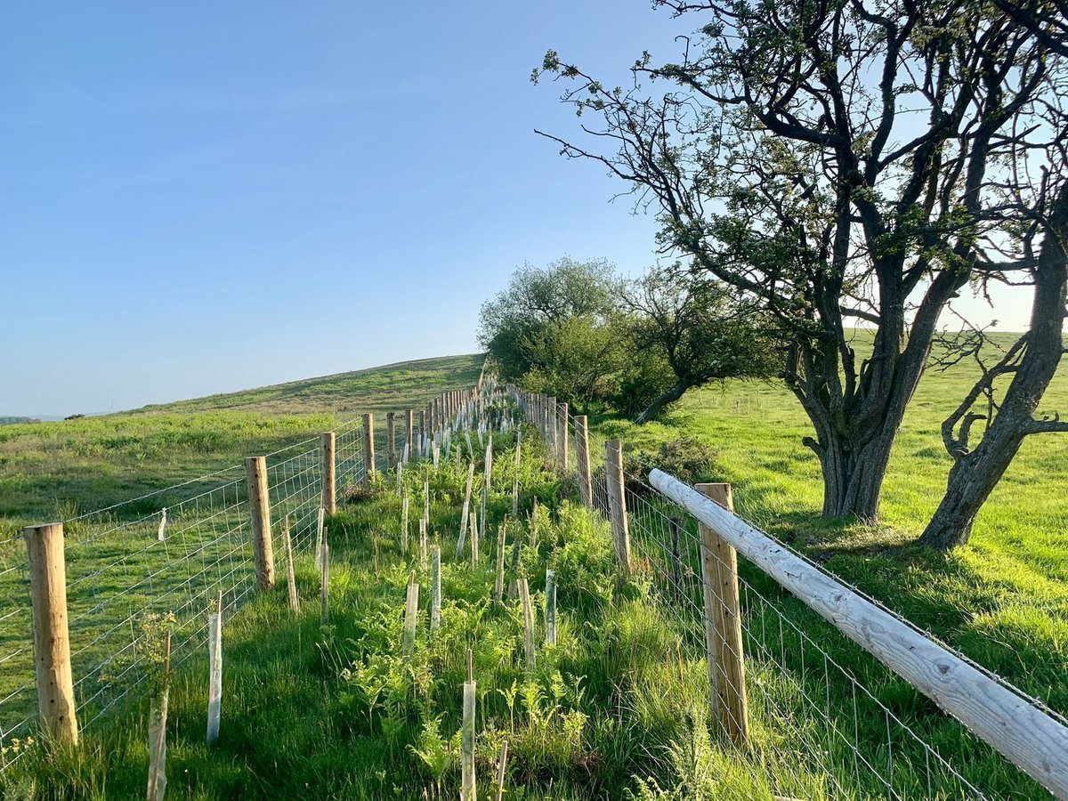 Hedgelink tweet media