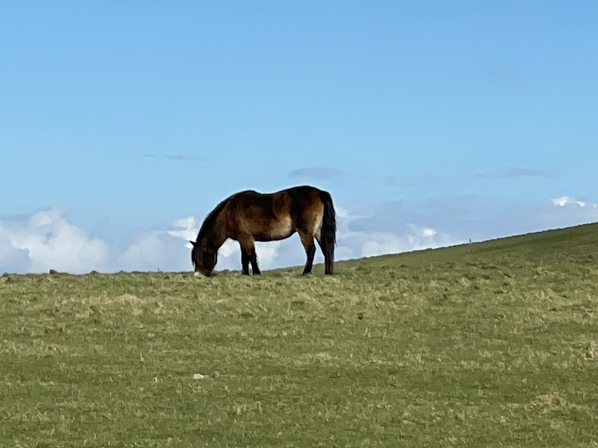 Beautiful Exmoor under blue skies. #Exmoor #pony #exmoorpony #Devon