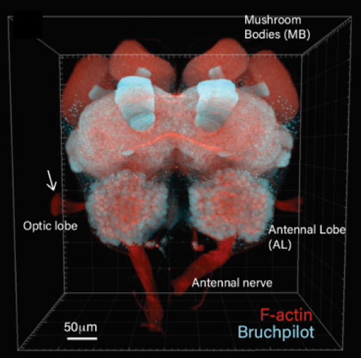 Social Insects Lab - JGU Mainz (@social_insects) on Twitter photo Come to Mainz! We are offering a new PhD position on behavioral neurobiology of ants with <a href="/SusanneFoitzik/">Susanne Foitzik</a> <a href="/hgdarras/">Hugo Darras</a> and Carlotta Martelli <a href="/uni_mainz_eng/">Mainz University</a>. Looking forward to meeting you! blogs.uni-mainz.de/fb10-evolution… Come to Mainz! We are offering a new PhD position on behavioral neurobiology of ants with <a href="/SusanneFoitzik/">Susanne Foitzik</a> <a href="/hgdarras/">Hugo Darras</a> and Carlotta Martelli <a href="/uni_mainz_eng/">Mainz University</a>. Looking forward to meeting you! blogs.uni-mainz.de/fb10-evolution…