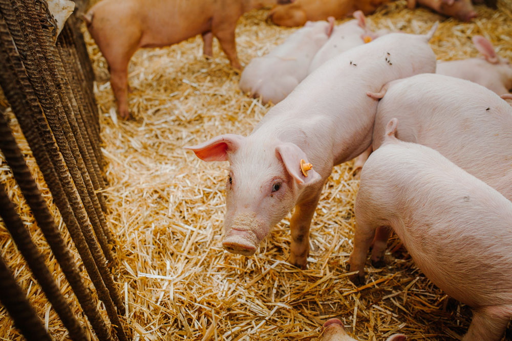 🐖Explore cash management insights from an Irish Pig Farmer, featured in our 2024 #Irish #Farm #Report. Gain advice for: 💰Cost management and problem-solving 🤝Strengthening supplier ties 📉Preparing for unexpected challenges Read more👉eu1.hubs.ly/H07V8x20 #ifacReport