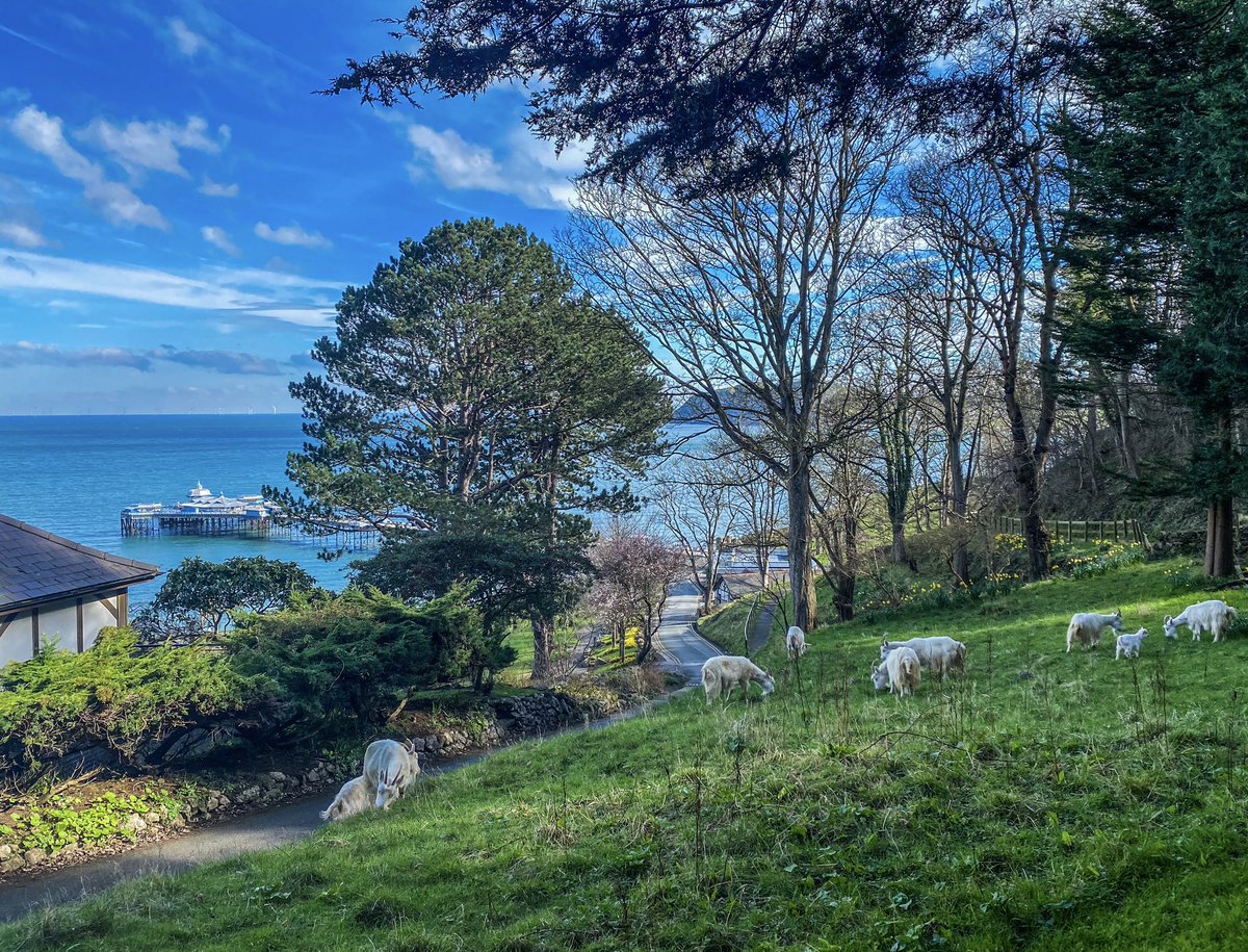 A Monday afternoon view from Llandudno’s Happy Valley… complete with grazing goats, both old and young.