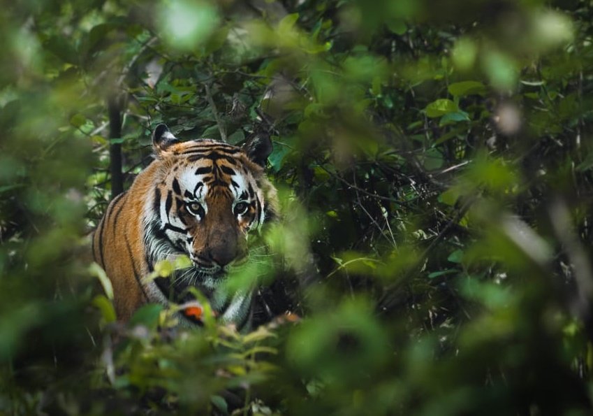 A Royal Bengal Tiger from Pilibhit. 
#IndiAves #WorldWildlifeDay2024