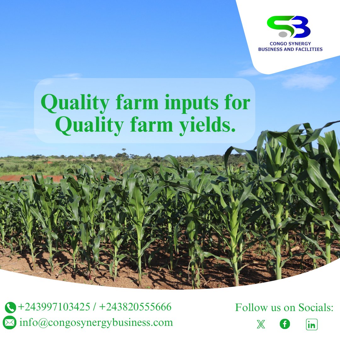 congosynergy's tweet photo. Quality farm yields do not fall from heaven!! the quality of farm inputs you apply on the farm play a big role in the quality of yields you harvest.

#seed #seedstock #farminputs #farmyeilds https://t.co/gu807ArKdQ