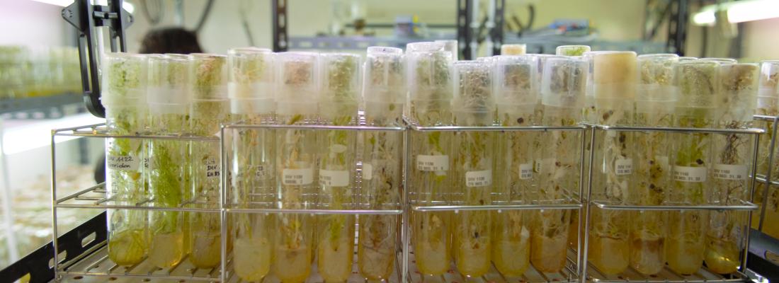 Les CRB VASC (Versailles Arabidopsis Stock Center) et CRB Coffea (Saint-Pierre, LA Réunion) du pilier plante #BRC4Plant sont officiellement membres de RARe 👉 url-r.fr/szqWh