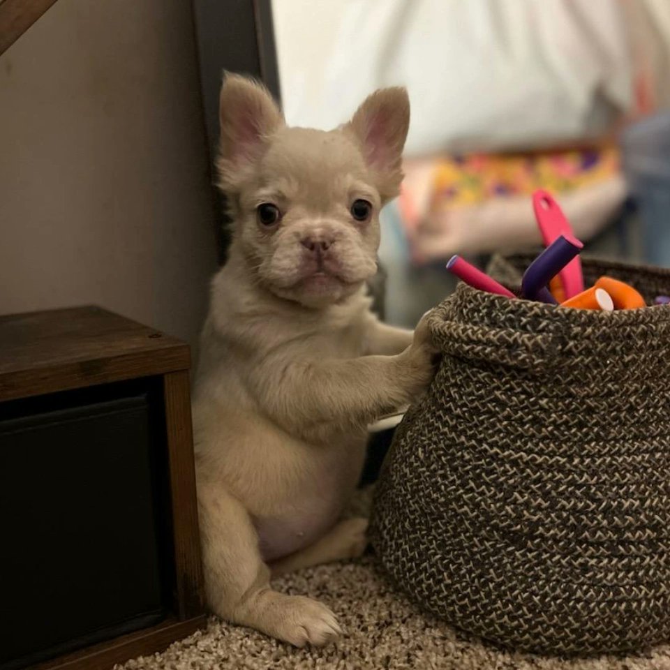 She Needs Her Done😩😍..

 If your ever interested in making a new addition (bulldog puppy) 🐶check us out we'll take care of you.

instagram.com/bulldogz_by_ra…