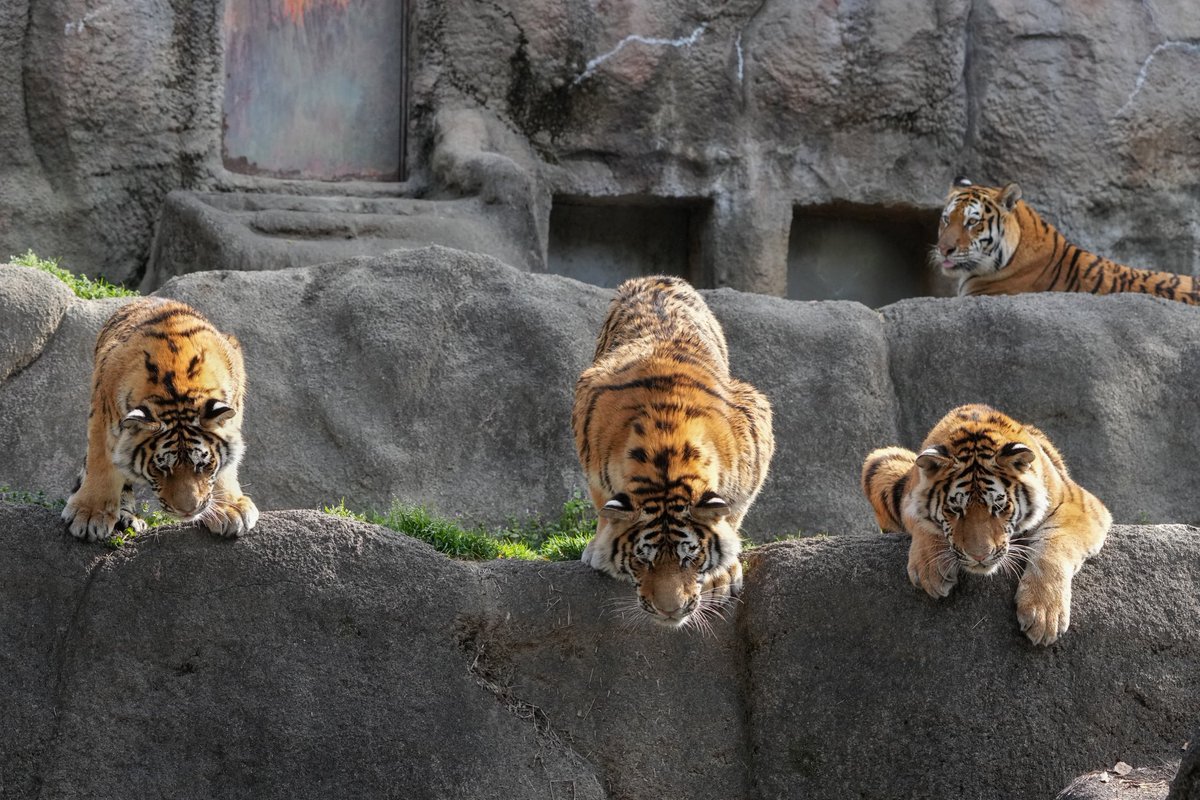 後悔先に立たず
#アムールトラ #浜松市動物園