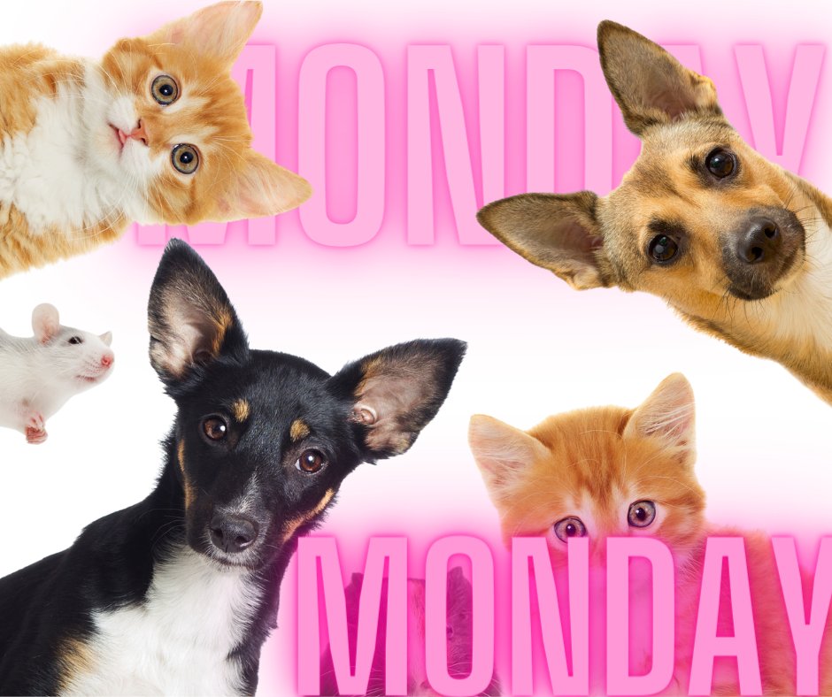 StamfordPodGp's tweet photo. Curious what MONDAY has in store for you? We are too! Enjoy your day and drop a comment! #happymonday #monday #dailyliving https://t.co/borjhXkaj2
