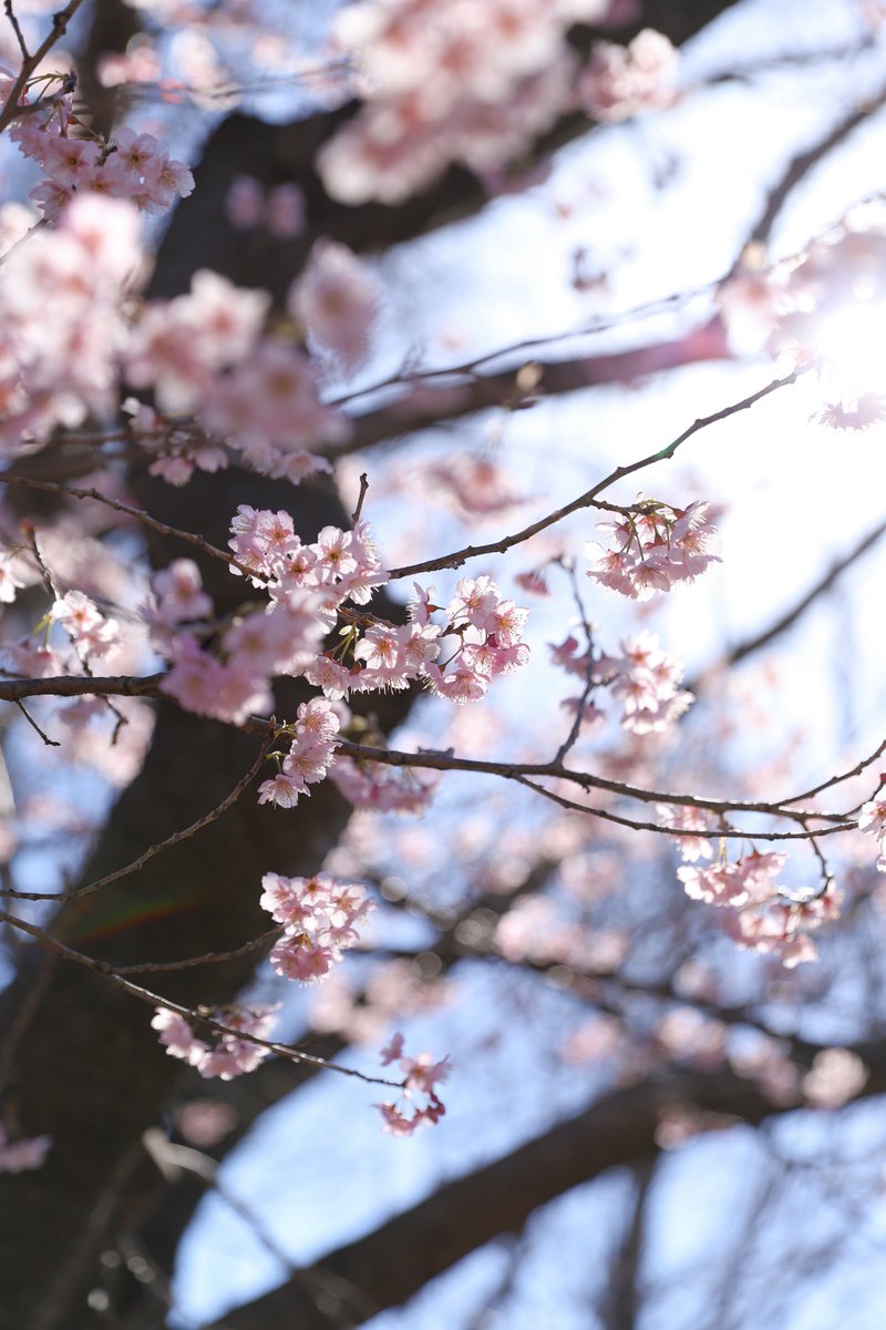 Takatomo3P's tweet photo. 春来た。柏の葉公園は河津桜以外にも早咲きの桜が咲いてます。
#canon #eos6dmarkii #6dmarkii #ef2470f28liiusm https://t.co/vlO9BvIQ4V