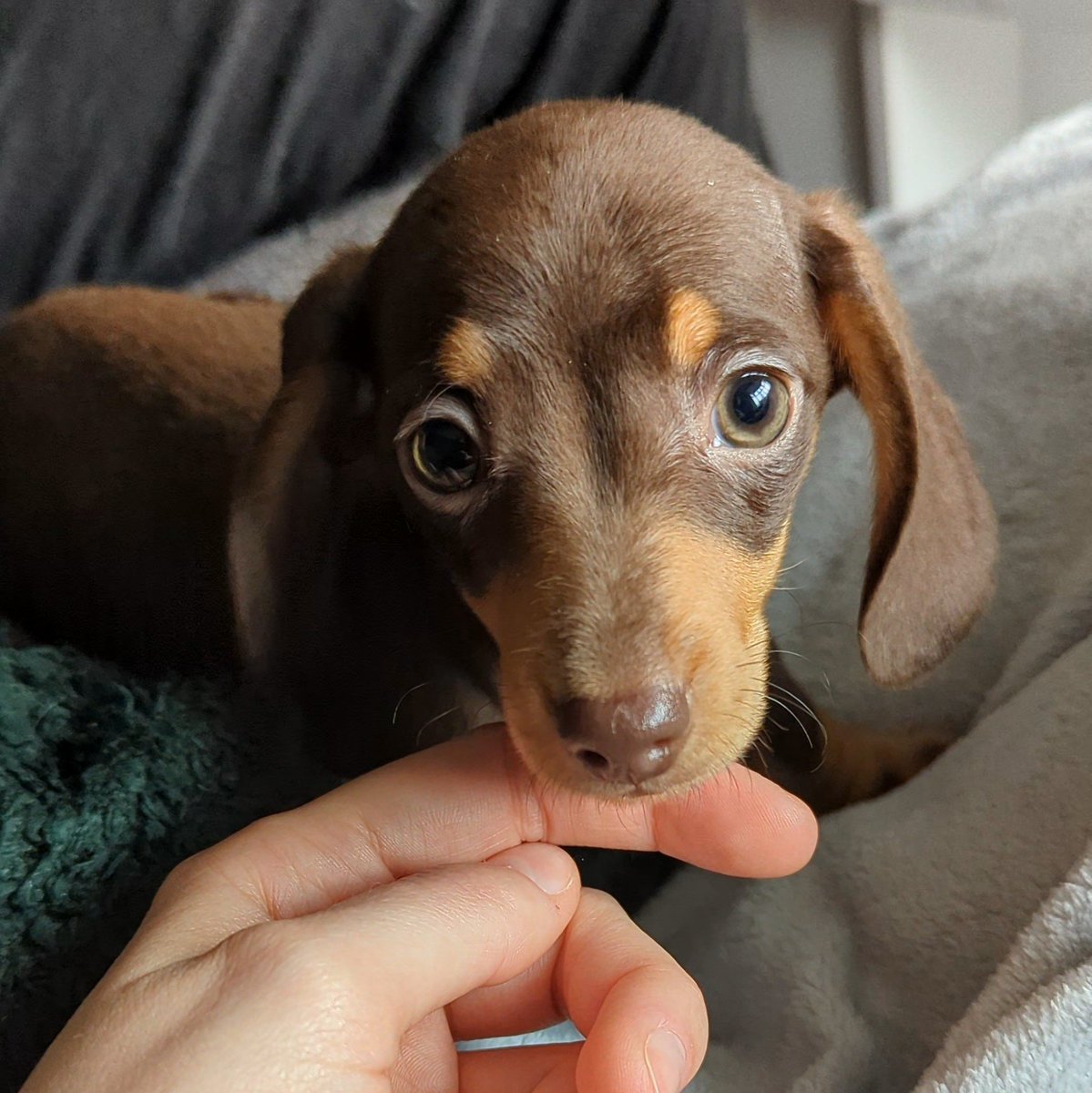 aleksjank's tweet photo. I'm here to bring some joy to your TL with this little angel, Pippins brother - meet Merry! https://t.co/kdB3TYpy2T