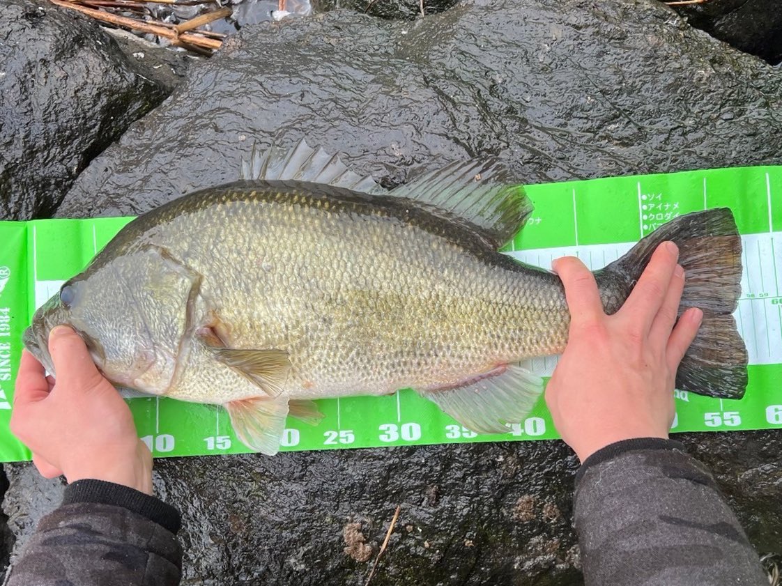 Baison1204's tweet photo. 今年初の釣行！
琵琶湖で57センチ3100gのビッグフィッシュを釣ることができました。
#琵琶湖
#バスフィッシング https://t.co/e58shsJc10