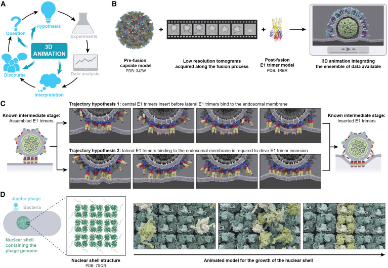 Check out the new Perspective from Margot Riggi, Rachel Torrez & Janet Iwasa “3D animation as a tool for integrative modeling of dynamic molecular mechanisms” @janetiwasa @MargotRiggi @torrez_rach cell.com/structure/full…