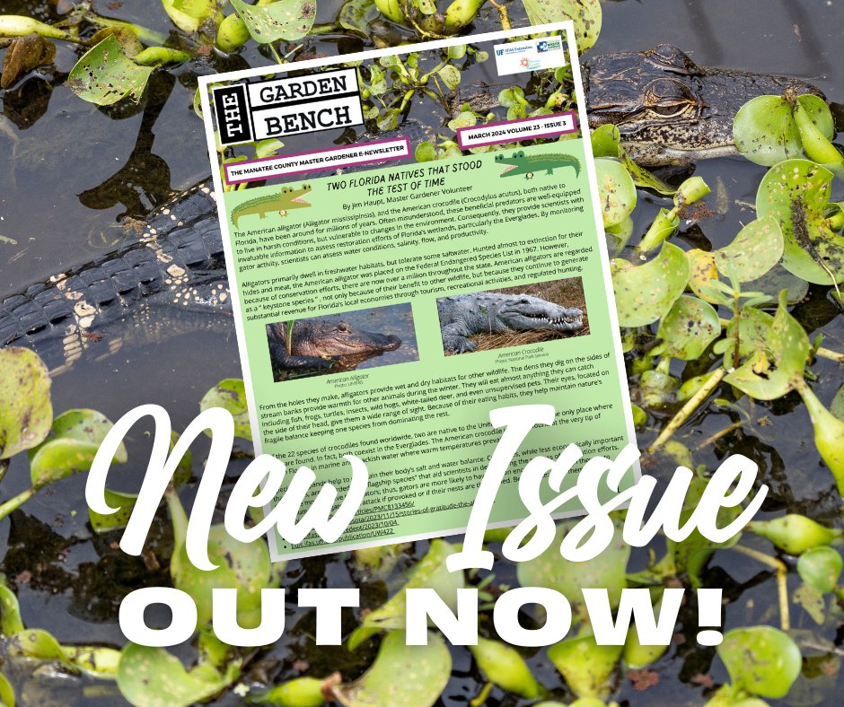 Get your 'Gator Chomp' ready for the March 2024 issue of The Garden Bench! 🐊 Topics include the American alligator and the American crocodile, Muscovy ducks, plants better left in pots, lavenders for Florida, and more! Read it here: go.ufl.edu/bjsop1d