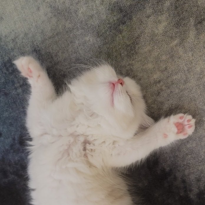 เปนลูซี่ทุกที