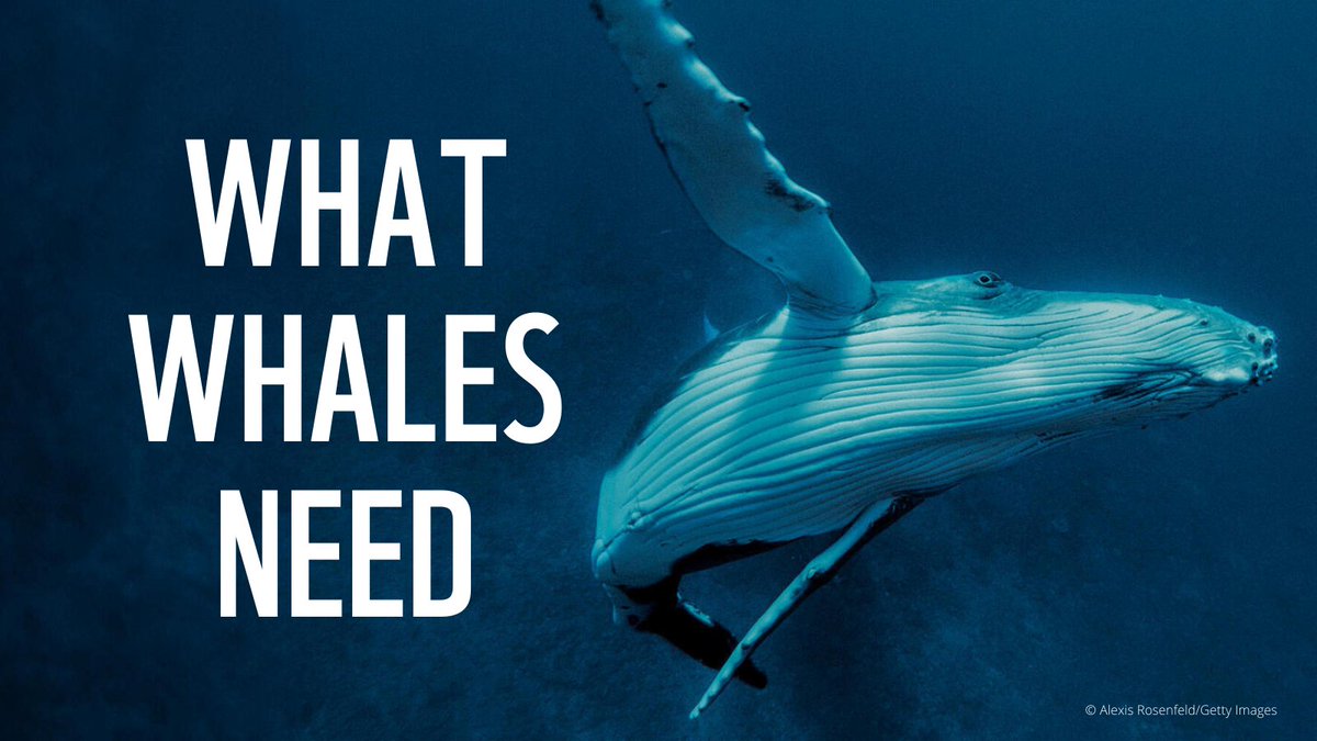 Learning about #whales 🐳 is urgent, as the impacts of industrial fishing 🎣 ship traffic 🚢 pollution, and the #ClimateCrisis pose increasing threats. To protect whales, scientists must better understand their food web, distribution, movements, and important areas to safeguard.