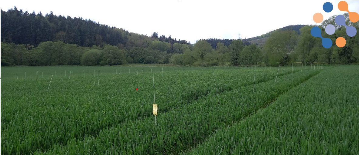 EurofinsAgro's tweet photo. Take a look below at an image from a recent UK herbicide trial in Herefordshire.

We can conduct a variety of field trials across the UK – for more information on our upcoming Spring trials or to book in for Winter trials, contact us.

#fieldtrials #herbicides #teameas https://t.co/K5lrSmVk8c