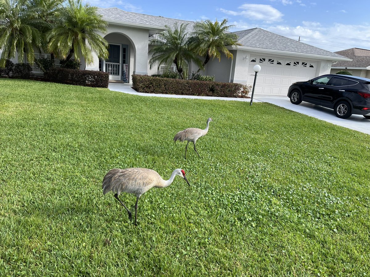 Had a good run with friends this morning 🏃‍♀️🤗😂 #Sandhillcranes