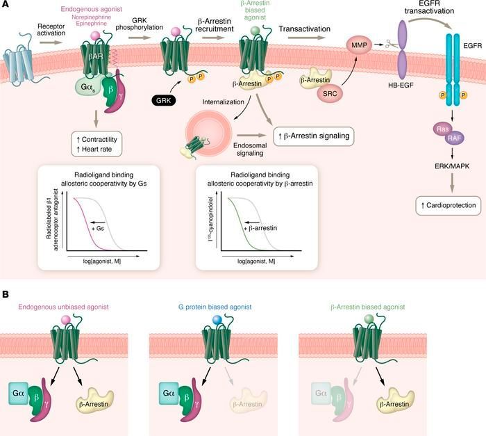 100th Anniversary #Viewpoint: G protein–coupled receptors: from radioligand binding to cellular signaling: buff.ly/4bXDmRV 

<a href="/robertjlefkowi1/">robert j lefkowitz</a> <a href="/HowardARockman/">Howard Rockman</a> <a href="/DukeMedSchool/">Duke University School of Medicine</a>