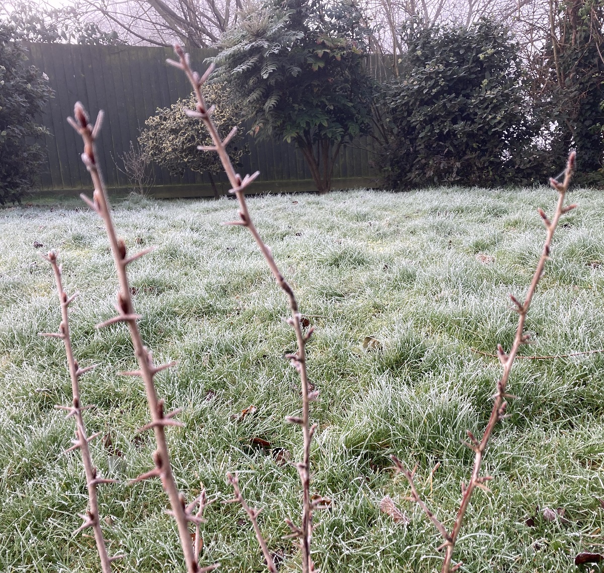 Branston Ltd (@branston) on Twitter photo Calling all schools taking part in GYOP this year 📢 Tuesday is official Planting Day 🥔 growyourownpotatoes.org.uk/key-dates/
Looks like it's going to be chilly for a while yet, so make sure your plants are protected from the cold 🥶❄️to give them the best start #GYOPotatoes <a href="/gyopotatoes/">Grow Your Own Potatoes</a> Calling all schools taking part in GYOP this year 📢 Tuesday is official Planting Day 🥔 growyourownpotatoes.org.uk/key-dates/
Looks like it's going to be chilly for a while yet, so make sure your plants are protected from the cold 🥶❄️to give them the best start #GYOPotatoes <a href="/gyopotatoes/">Grow Your Own Potatoes</a>