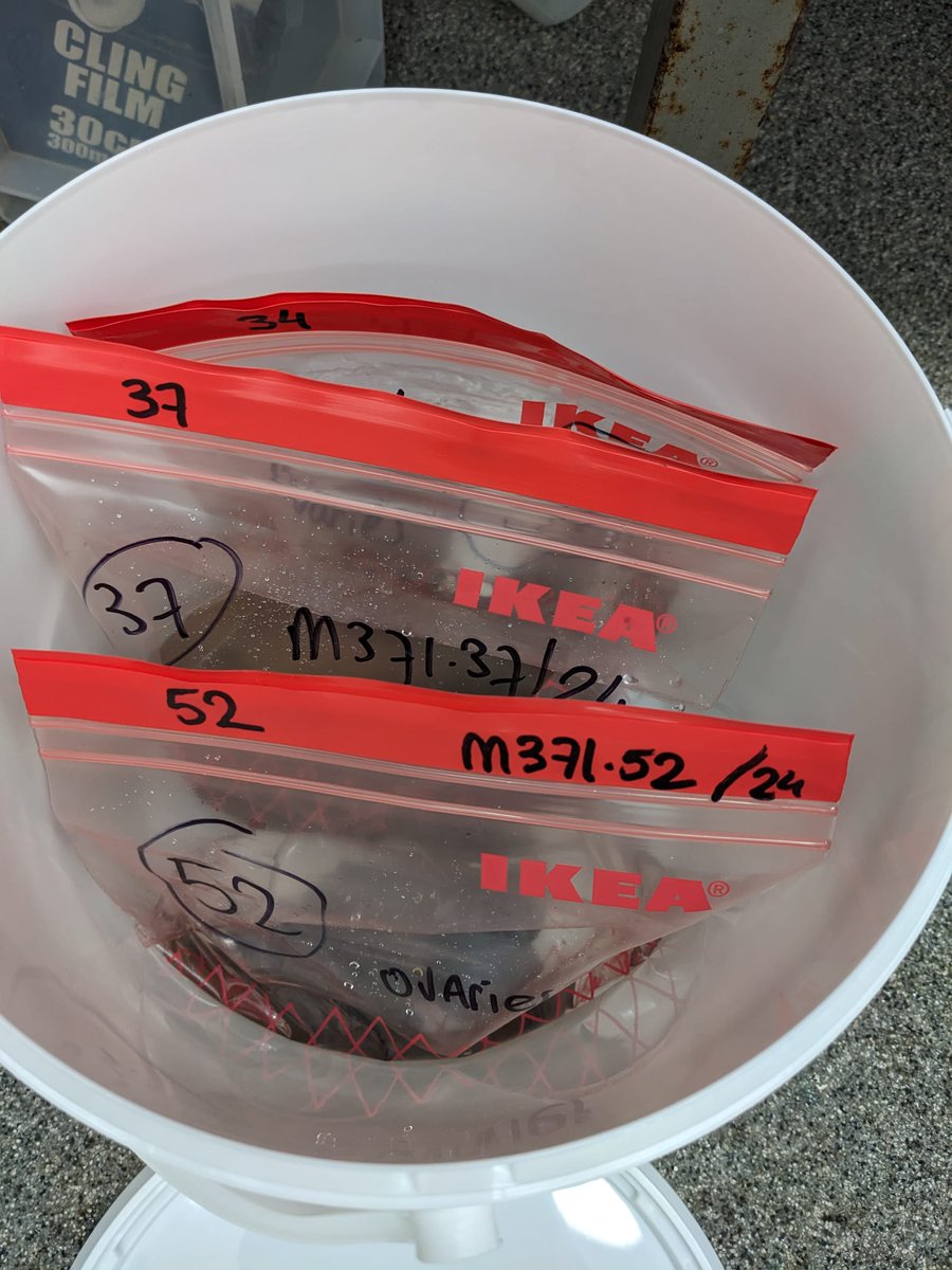 Very grateful to have been given the support of @IKEAUK with their donation of ISTAD freezer bags that are integral to sampling collection🙏 Demonstrated here by their use for storing sub-sampled pilot whale ovaries for @Mar_tDoeschate research into reproductive histories👩‍🔬