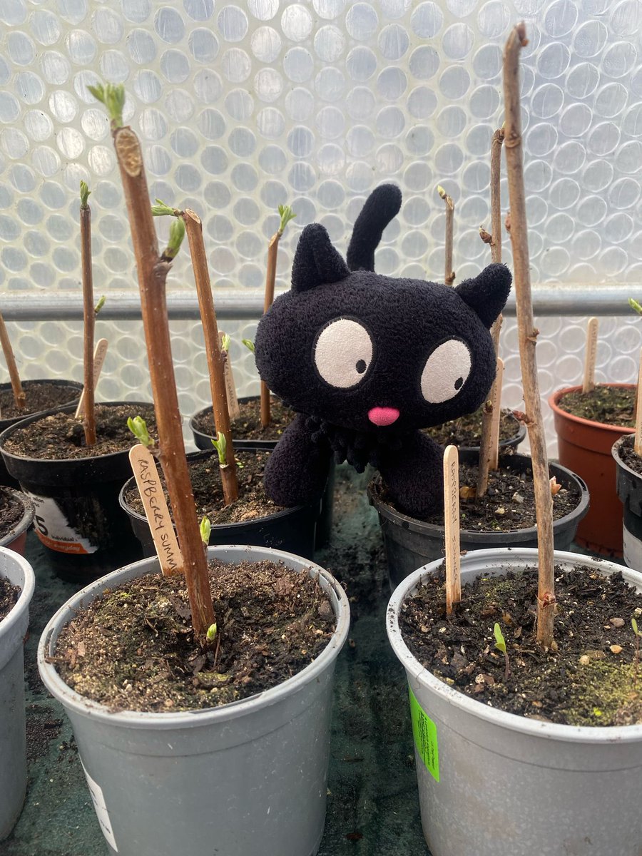 WCWCatford's tweet image. We are pleased to announce that our wild #cat featured here helping #propagate #raspberries is called Bramble. Thanks to all those that voted. For a #greenspace with a lot of #blackberrybushes then this is very apt. #mascot #wildcat #Catford #nature #gardening