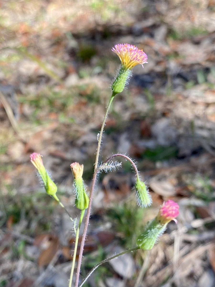OviedoNature's tweet image. Lilac, pale &amp;amp; red tasselflowers seem to be everywhere now. The 3⃣ species are considered #naturalized in #Florida, meaning they&apos;re non-native species growing on their own in #nature. #flowers #botany