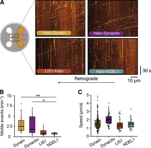 JCellBiol's tweet image. #Dynein and dynactin move long-range but are delivered separately to the axon tip, say Alexander Fellows (@AlexFellows1) Andrew Carter (@Carter_Lab) et al. @MRC_LMB hubs.la/Q02mqYtp0
#cytoskeleton #neuroscience #trafficking