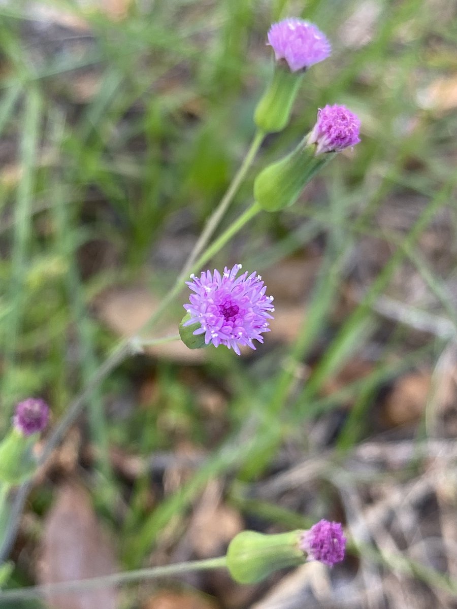 OviedoNature's tweet image. Lilac, pale &amp;amp; red tasselflowers seem to be everywhere now. The 3⃣ species are considered #naturalized in #Florida, meaning they&apos;re non-native species growing on their own in #nature. #flowers #botany