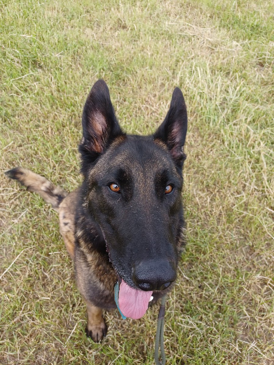 Alfie is 3yrs old and he is a very bright boy with a high drive, Alfie is looking for a child and pet free home that can channel that energy in to something positive 
#dogs #germanshepherd #Cornwall 
gsrelite.co.uk/alfie-8/