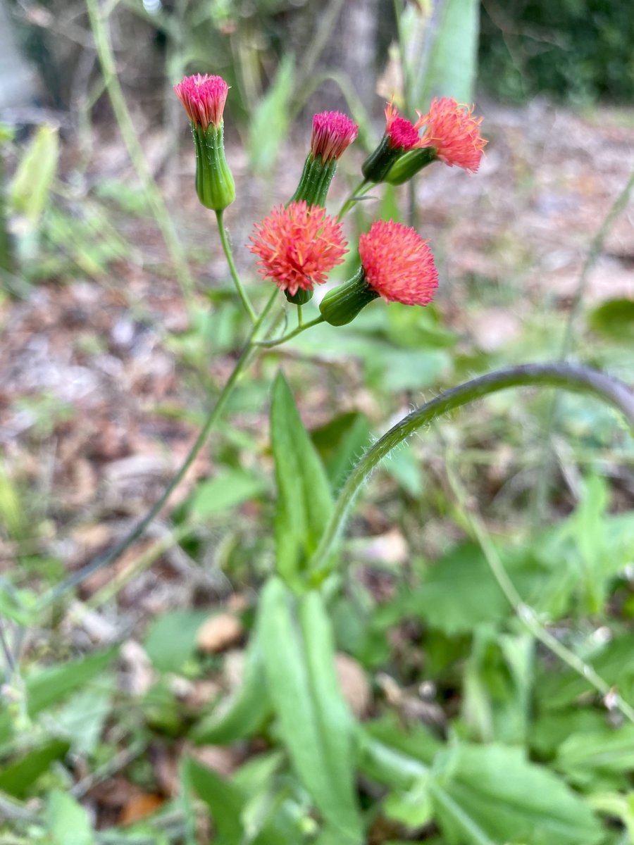 OviedoNature's tweet image. Lilac, pale &amp;amp; red tasselflowers seem to be everywhere now. The 3⃣ species are considered #naturalized in #Florida, meaning they&apos;re non-native species growing on their own in #nature. #flowers #botany