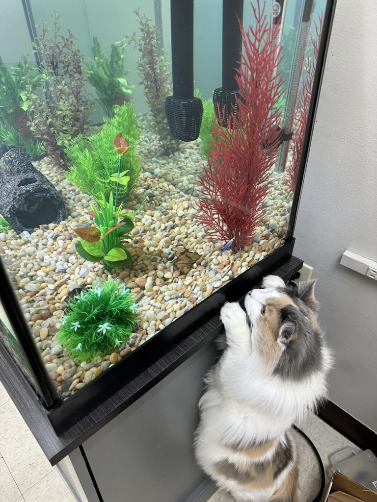 Miriam's Monday Mood! 
Miriam is checking out the new classroom aquarium! I bet she is wondering what kind of cool new friends she will soon have!
#MiriamsMondayMood #Miriam #Aquarium #Fish #SCCexperience #SCCvetscience