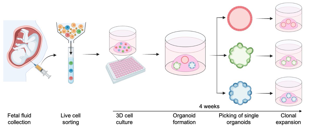 Thrilled to share that our article on primary organoids derivation from human amniotic and tracheal fluids, is now out on @NatureMedicine We present the first atlas of the unperturbed human amniotic fluid cells, containing epithelial progenitors of fetal small intestine, kidney…