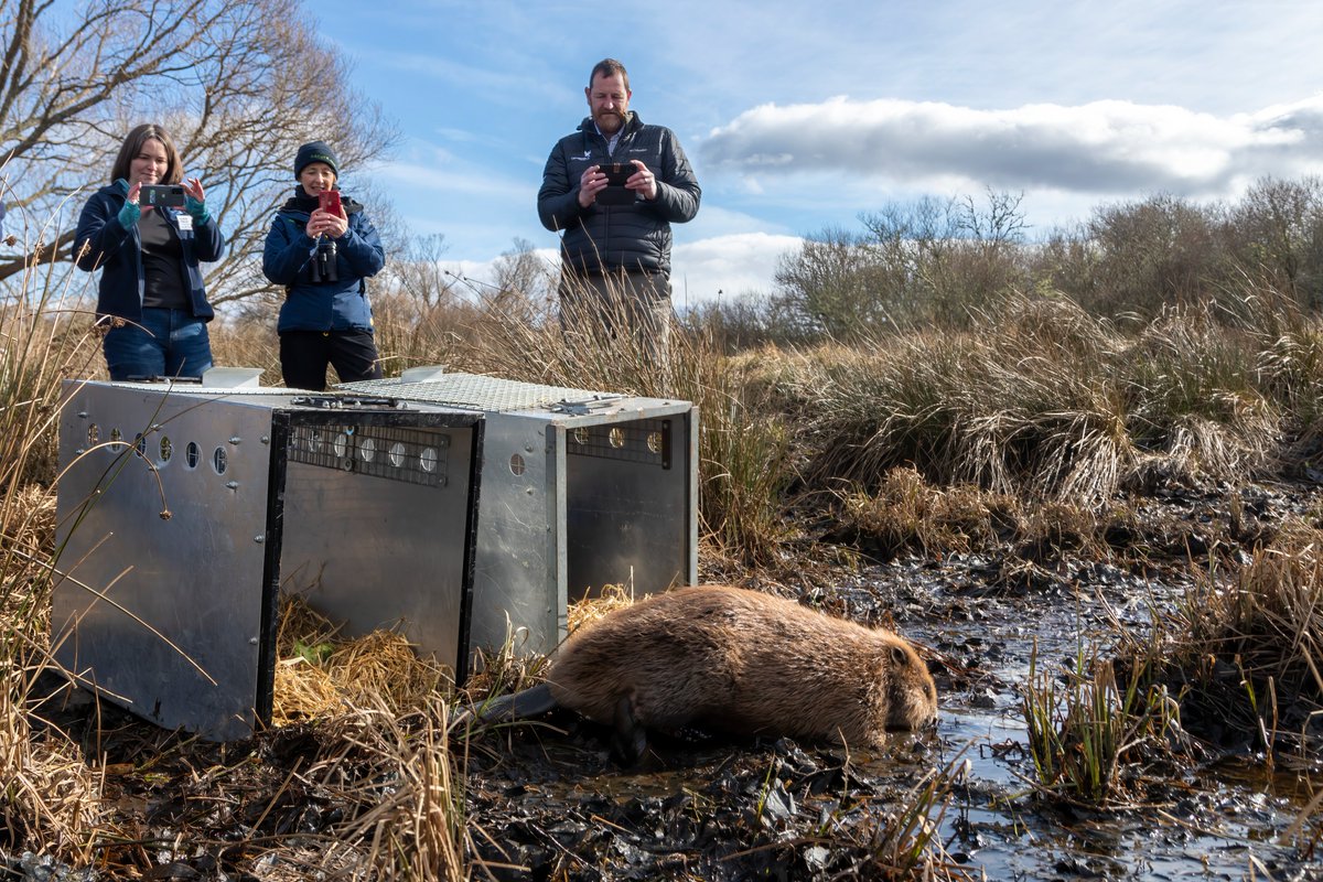We're thrilled to announce that the Cairngorms has welcomed another beaver family today, with the pair and one dependant now settling into their new home at @RSPBScotland Insh Marshes. Find out more about this release 👇 beavertrust.org/beavers-releas…