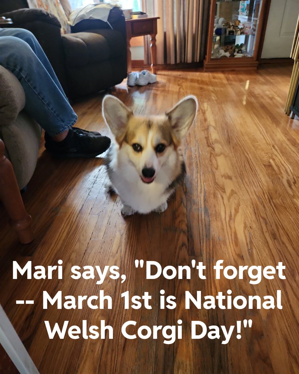 Reminder
#corgiplanet #corgilife #doglovers #corgimania