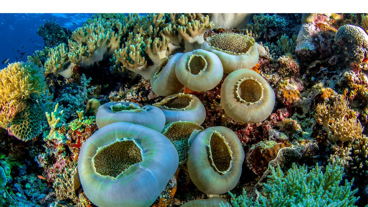 🐠Coral reefs are the underwater rainforests of our planet, teeming with biodiversity. Their conservation is not just crucial for marine life; it's vital for our global ecosystem, highlighting the deep interconnection between humanity and the ocean's health. #Interconnections