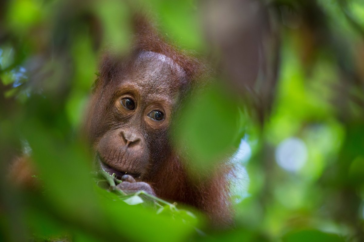 Alex and Nick lead our rainforest photography tours in Borneo, Peru, Costa Rica and Ecuador, and in our next talk they share their incredible images of some of the wonderful wildlife they've encountered whilst leading.

6 March 2024, 8:00 pm to 9:30 pm.

wildlifeworldwide.com/events/discove…