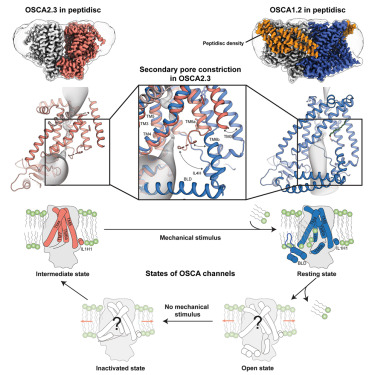 Structure (@structure_cp) on Twitter photo Team headed by Andrew Ward determined the cryo-EM structures of the mechanosensitive ion channels OSCA2.3 and OSCA1.2 providing insights into the mechanism of mechanotransduction in OSCA channels <a href="/WardLab1/">The Ward Lab</a> <a href="/scrippsresearch/">Scripps Research</a>
cell.com/structure/full… Team headed by Andrew Ward determined the cryo-EM structures of the mechanosensitive ion channels OSCA2.3 and OSCA1.2 providing insights into the mechanism of mechanotransduction in OSCA channels <a href="/WardLab1/">The Ward Lab</a> <a href="/scrippsresearch/">Scripps Research</a>
cell.com/structure/full…